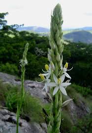Image result for Chlorophytum bowkeri