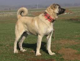 Kangal Cinsinin Cok Eski Yillara Dayanan Bir Mastiff Tipi Kopek Cinsinden Turedigi Dusunulmektedir Bu Kopek Irkin Kangal Dog Dog Breeds Livestock Guardian Dog