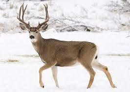 Mule deer - Wikipedia