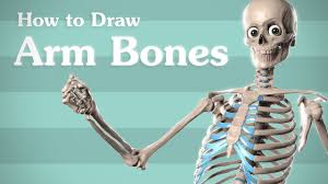 Cw08 simple perspective solution justiraziel 357 13 tutorial: Drawing Arm Bones Anatomy For Artists Youtube
