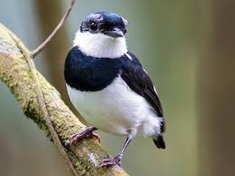 Image result for Platostoma africanum