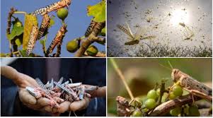 See more of plaga de langostas on facebook. Emergencia En Somalia Y Kenya Por La Plaga De Langostas A Las Puertas De La Epoca De Cosechas Diario Eco