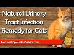 Cat Uti Remedy Cat Uti Remedy In 2020 Cat Uti Urinary Tract Infection Remedies Cat Remedies