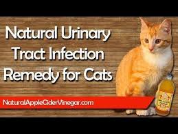 Urinary obstruction in a cat is a medical emergency and needs to be addressed with a vet your veterinarian will feel your cat's bladder and attempt to express urine. Cat Uti Remedy Cat Uti Remedy Urinary Tract Infection Remedies Uti Remedies Apple Cider Vinegar Remedies