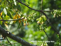 Image result for Ceiba pentandra