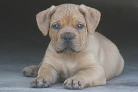 Boerboel Puppy For Sale In Atl Ga Adn 27855 On Puppyfinder Com Gender Male Age 8 Weeks Old Puppies Puppies For Sale Cute Puppies