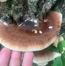 Image result for Ischnoderma resinosum