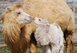 And then a pillow of camel hair comes to the rescue. Is Camel Hair Considered Wool Camelus
