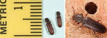 Powderpost Beetles Small Pests That Can Cause Big Trouble For Wood Floors Seasoned Wood Beetle Wood Floors
