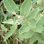 Image result for Sabicea