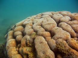 Image result for Pavonia clathrata