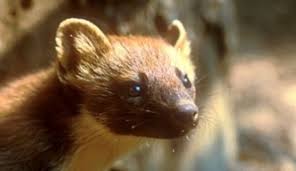 Image result for kuna lesní obrázky