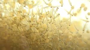 If you do want to care for the eggs and raise the fry, you will need to remove the eggs from the main tank. Koi Fry 70 Hours After Fertilisation Yoshikigoi Farm Poland Youtube
