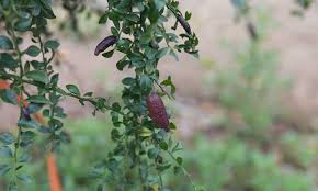 It is shaped like a cucumber and bares a slight external resemblance, but is not related to curcubits. Finger Lime Tree The Caviar Of Citrus Epic Gardening