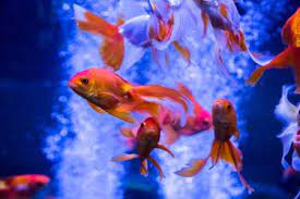 Learn more about saltwater fishing, where to saltwater fish, best times to fish, saltwater fishing gear. Choosing Fish From Exotic Fish Store Near Me London Cafe