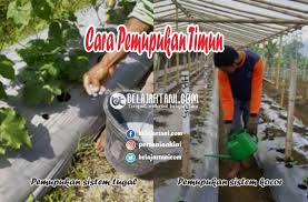 We did not find results for: Panduan Lengkap Cara Menanam Timun Update 2021