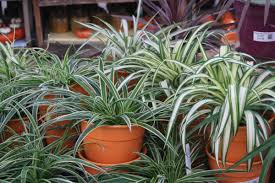 Image result for Chlorophytum