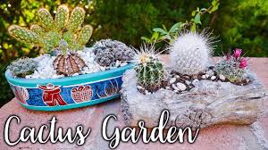 Having spent quite a bit time. How To Make An Indoor Cactus Garden Joyusgarden Youtube