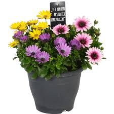 Image result for paprskovka obrázek