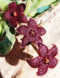 Image result for Glossostelma spathulatum