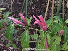 Image result for Justicia scandens