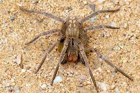 When this spider bites you the venom gives man 24+ hour erection. Phoneutria Wikipedia