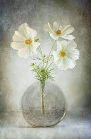 Cheery Cosmos Botanical Art Flowers Photography Canvas Painting