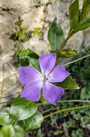 Image result for Vinca major