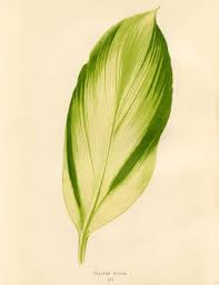 Leaf print, printable art, palm leaf print, nature, nature print, botanical print, palm leaf, print art, palm print, tropical. 10 Free Tropical Leaves Printables Instant Art Botanicals The Graphics Fairy