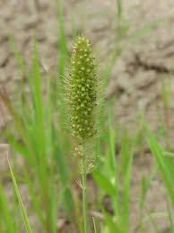 Image result for Setaria pseudaristata