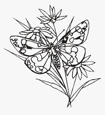 Pencil Of Butterflies At Flowers And Butterfly Line Drawings Hd Png Download Transparent Png Image Pngitem Pencil and paper pencil art pencil drawings pencil drawing images flowers border design pattern design hand work design maggam work designs online drawing. flowers and butterfly line drawings hd