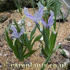 Image result for Microglossa