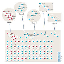 Image result for Antrocaryon