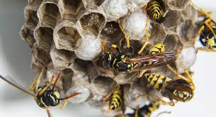 Wonderful Wasps - The Backyard Gardener - Anr Blogs