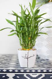 7 Amazing Low Light Indoor Plants Paisley Sparrow Lucky Bamboo Plants Bamboo Plant Care Bamboo House Plant