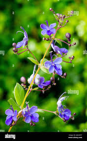 Image result for Clerodendrum buchneri