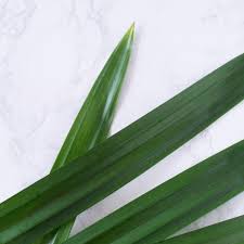 See more ideas about plants, pandan, tropical plants. Pandan Leaves Southeast Asian Ingredients Nyonya Cooking