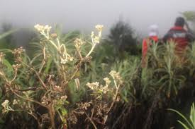 Dari bunga ini, kita bisa belajar banyak hal dalam kehidupan untuk jadi pribadi yang lebih baik dari yang lalu. Desa Wisata Edelweis Tengah Disiapkan Di Kawasan Gunung Bromo Halaman All Kompas Com