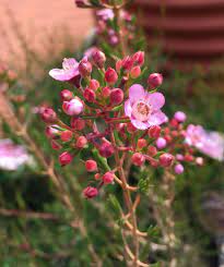 Chamelaucium Eric John A Hybrid Of Chamelaucium Uncinatum And Verticordia Plumosa It S A Vigorous Grower Wax Flowers Australian Native Plants Native Plants