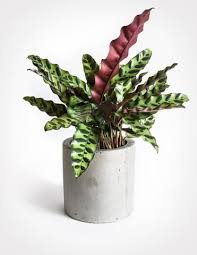 Terrarium Care How To Care For A Terrarium With Succulents Cacti And Tropical Plants House Plants Plants Pinterest Plant