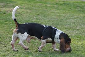 It's difficult to rank the cutest dog breeds. Five Fat Dog Breeds Pethelpful