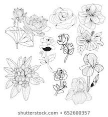 Anemone Clipart Black And White Similar Images Stock Photos Vectors Of Drawing Anemone Flowers Illustration Vector Clipart 619695716 Flower Drawing Drawings