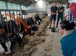 Healthy plates around the world the institute : Cerita Peternak Sapi Tulungagung Dapat Pelatihan Di Belanda Jual Sapi Limosin Simental Qurban 2020 Pakan Ternak