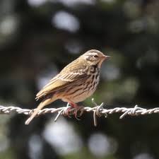 Any of various widely distributed songbirds of the genera anthus and tmetothylacus. Olive Backed Pipit Wikipedia