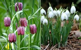 Schachbrettblume In Purpur Und Schneeglockchen Fur Die Blumenbeete Blumen Fur Garten Blumenarten Beliebte Blumen