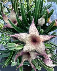 Image result for Stapelia gigantea