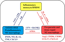 Последние твиты от tan lim (@tanlsf). Frontiers New Therapeutic Tools To Shape Monocyte Functional Phenotypes In Leishmaniasis Immunology