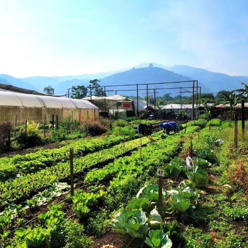 Caoba Farms