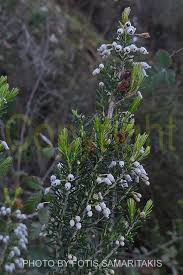 Image result for Erica arborea