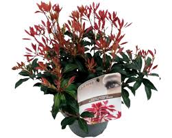 Image result for Pieris japonský obrázek